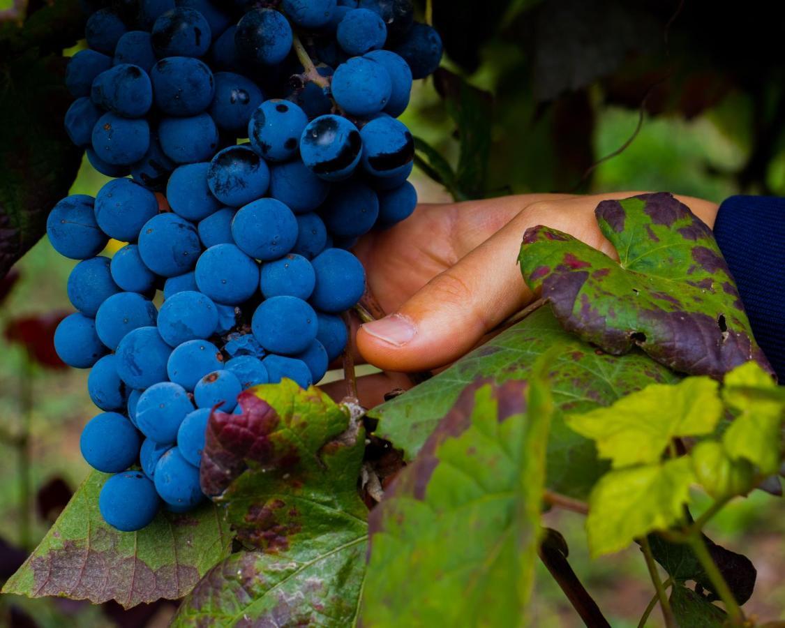 Quinta Do Tapadinho - Wine & Tourism Βίλα Moimenta Εξωτερικό φωτογραφία